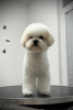 Photo №4. I will sell bichon frise in the city of Belgrade. breeder - price - negotiated