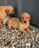 Photo №1. golden retriever - for sale in the city of Berlin | Is free | Announcement № 125192