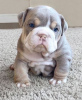 Photo №1. american bulldog - for sale in the city of Lost Creek | negotiated | Announcement № 105979