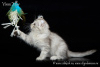 Photo №1. american curl - for sale in the city of St. Petersburg | negotiated | Announcement № 7719
