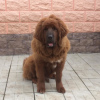 Photo №1. tibetan mastiff - for sale in the city of Novosibirsk | negotiated | Announcement № 7666