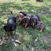 Photo №1. dachshund - for sale in the city of Berlin | Is free | Announcement № 126925