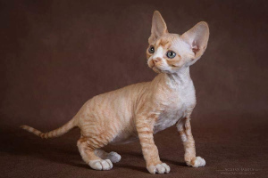 Photo №2 to announcement № 2287 for the sale of devon rex - buy in Russian Federation private announcement