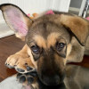 Photo №1. german shepherd - for sale in the city of Zagreb | 486$ | Announcement № 80691