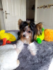 Additional photos: Biewer Yorkshire Terrier puppies