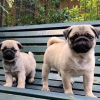 Photo №1. pug - for sale in the city of Paderborn | negotiated | Announcement № 52297