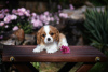 Photo №4. I will sell cavalier king charles spaniel in the city of Brest. from nursery - price - 951$