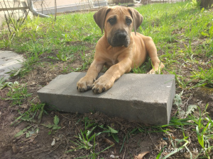 Photo №4. I will sell boerboel in the city of Kostroma. breeder - price - 582$