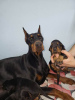 Photo №1. dobermann - for sale in the city of Obrenovac | negotiated | Announcement № 92701