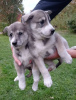 Photo №1. west siberian laika - for sale in the city of Minsk | 200$ | Announcement № 74834