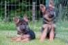 Photo №2 to announcement № 59047 for the sale of german shepherd - buy in Serbia breeder