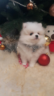 Photo №4. I will sell pomeranian in the city of Минск. private announcement - price - 1109$