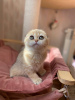 Photo №2 to announcement № 18315 for the sale of scottish fold - buy in Russian Federation from nursery
