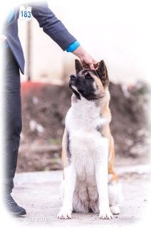 Photo №1. american akita - for sale in the city of Bishkek | 500$ | Announcement № 5591