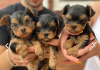 Photo №1. yorkshire terrier - for sale in the city of Москва | Is free | Announcement № 34510