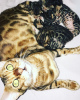 Photo №1. bengal cat - for sale in the city of St. Petersburg | 0$ | Announcement № 52167