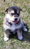 Photo №2 to announcement № 10981 for the sale of alaskan malamute - buy in Afghanistan breeder