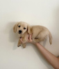 Photo №1. dachshund - for sale in the city of Lovech | negotiated | Announcement № 101830