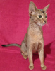 Additional photos: Abyssinian kittens