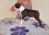 Additional photos: Boston terrier puppies