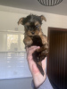 Photo №1. yorkshire terrier - for sale in the city of Krivoy Rog | 5500$ | Announcement № 10274