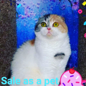 Photo №1. scottish fold - for sale in the city of Sevastopol | 150$ | Announcement № 1399