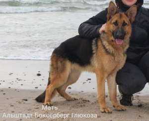 Photo №2 to announcement № 1996 for the sale of german shepherd - buy in Russian Federation breeder
