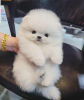 Photo №2 to announcement № 53579 for the sale of pomeranian - buy in Lithuania breeder