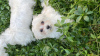 Additional photos: Maltese puppies for sale