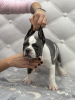 Photo №4. I will sell american bully in the city of Kishinev. breeder - price - 1585$