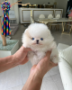 Photo №1. pomeranian - for sale in the city of Munich | 3170$ | Announcement № 75189