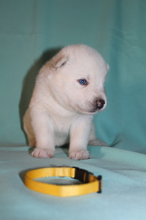 Photo №4. I will sell siberian husky in the city of Cheboksary. breeder - price - 266$