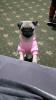 Photo №1. pug - for sale in the city of Bishkek | 200$ | Announcement № 120264