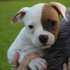 Photo №2 to announcement № 18604 for the sale of american bulldog - buy in United States private announcement