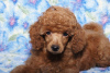Photo №2 to announcement № 9703 for the sale of poodle (toy) - buy in Ukraine breeder