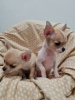 Photo №1. chihuahua - for sale in the city of Oakland | 350$ | Announcement № 84065