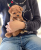 Photo №4. I will sell poodle (toy) in the city of Франкфурт-на-Майне. private announcement, breeder - price - 423$