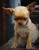Photo №1. chihuahua - for sale in the city of Krivoy Rog | 467$ | Announcement № 7788