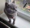 Photo №1. british shorthair - for sale in the city of Florida | 500$ | Announcement № 72051