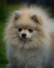 Photo №3. Pomeranian. Russian Federation