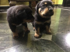 Additional photos: Rottweiler puppies