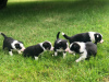 Photo №3. Adorable Border Collie puppies for free adoption. Germany