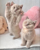 Photo №4. I will sell british shorthair in the city of Амстердам.  - price - 317$