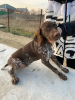 Photo №4. I will sell german shorthaired pointer in the city of Armavir. breeder - price - negotiated