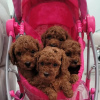 Photo №1. poodle (toy) - for sale in the city of Zagreb | negotiated | Announcement № 119568