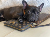 Photo №4. I will sell french bulldog in the city of Minsk. from nursery, breeder - price - 581$