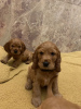 Photo №1. american cocker spaniel - for sale in the city of Eindhoven | 423$ | Announcement № 115509