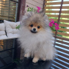 Photo №1. pomeranian - for sale in the city of Vsevolozhsk | 846$ | Announcement № 110790