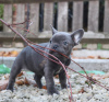 Photo №1. french bulldog - for sale in the city of Брисбен | Is free | Announcement № 105440