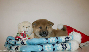 Photo №2 to announcement № 3978 for the sale of shiba inu - buy in Russian Federation breeder